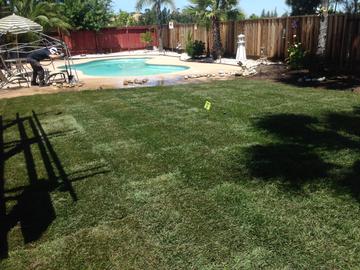 Sod and Seed, Inc. Grass Picture